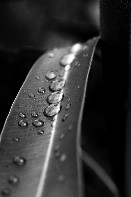 Gouttes d'eau sur une plante (N&B)