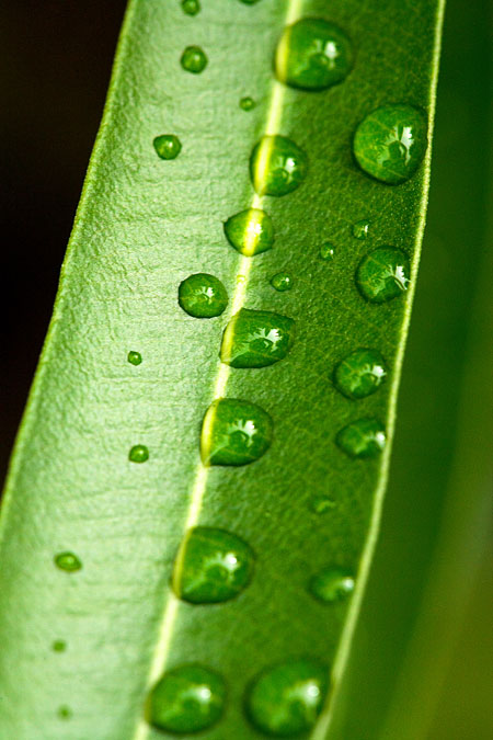 Gouttes d'eau sur une plante (Couleur)