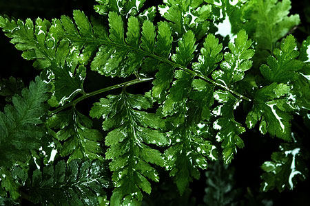 Plantes sous la pluie