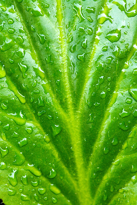 Plantes sous la pluie