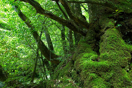 Arbre couvert de mousse, Yakushima