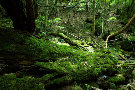 Tronc d'arbre Ã  Yakushima