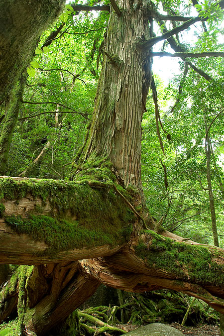 3 arbres fusionnent, Yakushima