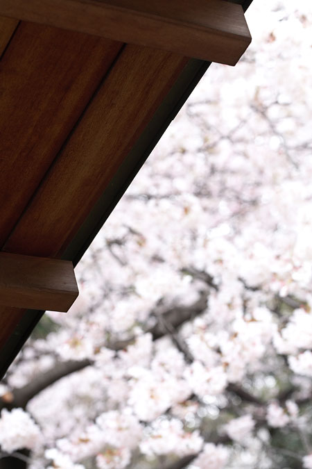 Sous un toit pour admirer les sakura
