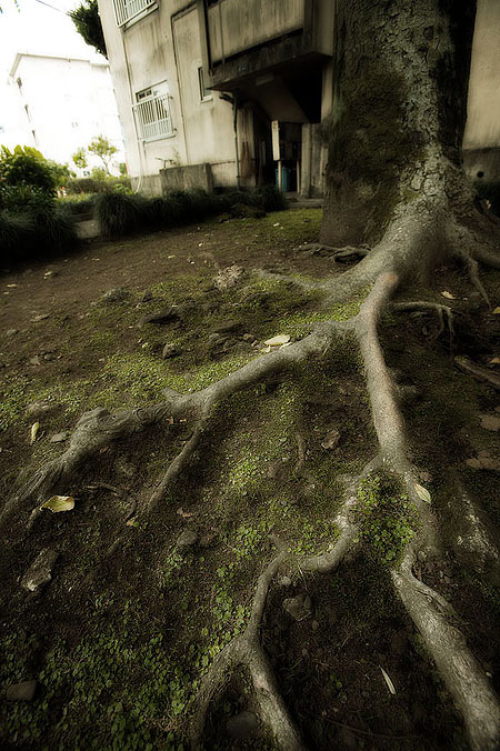 des racines devant un vieil appartement