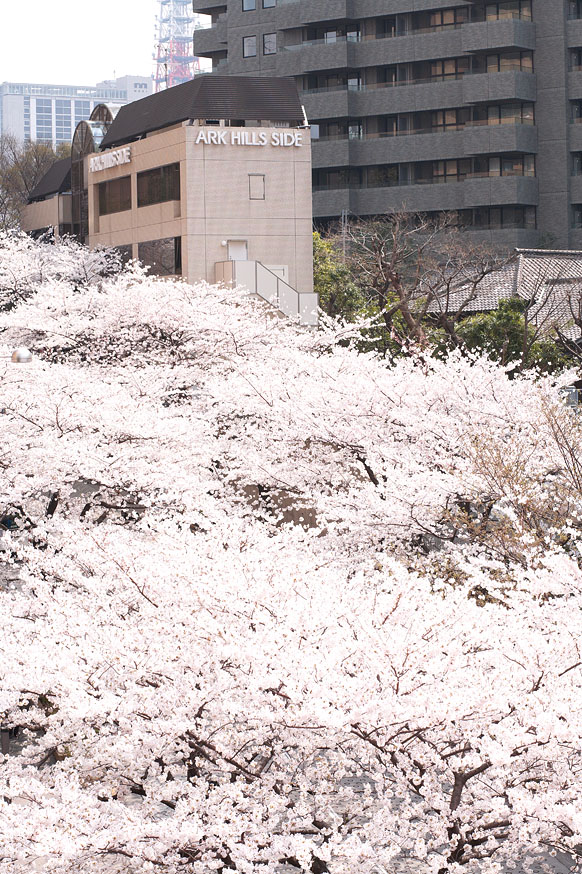 Sakura de Ark Hills