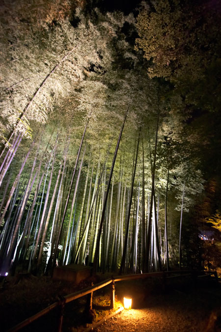 ForÃªt de bambous la nuit, dans Kodaiji