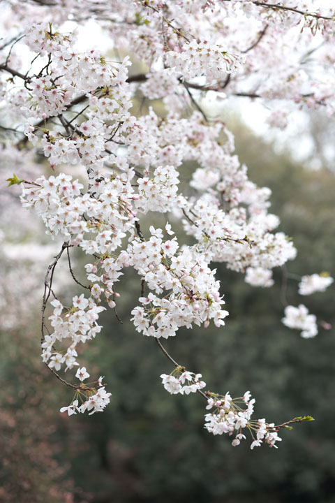 Une grappe de fleurs de cerisier
