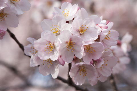 Un joli bouquet de sakura