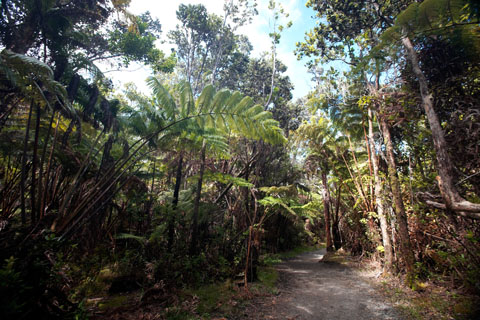 La ForÃªt Tropicale autour de Kilauea Iki
