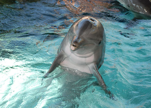 Dauphin de Dolphin Quest