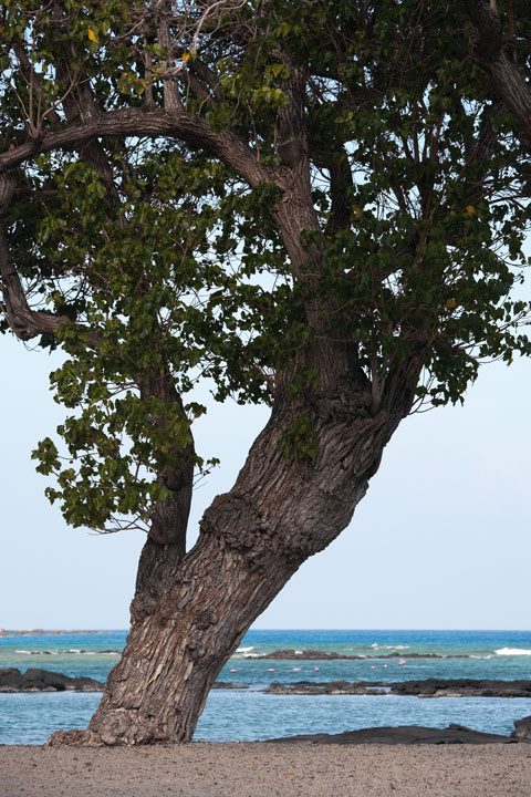 Un bel arbre sur la plage