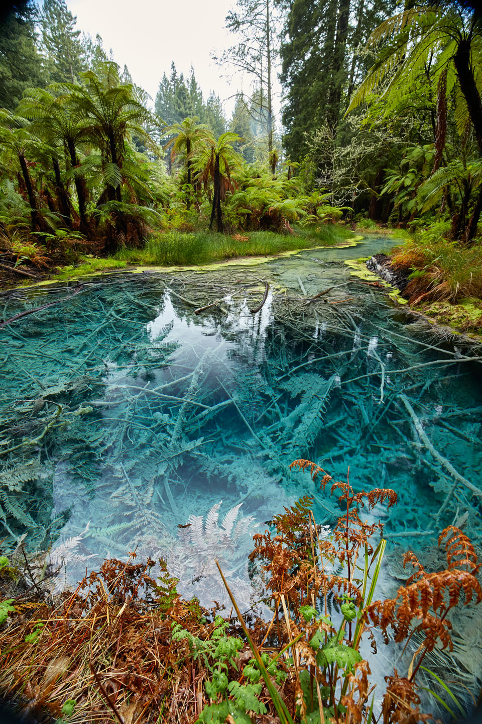 Beautiful pond inside the Redwoods Whakarewarewa Forest