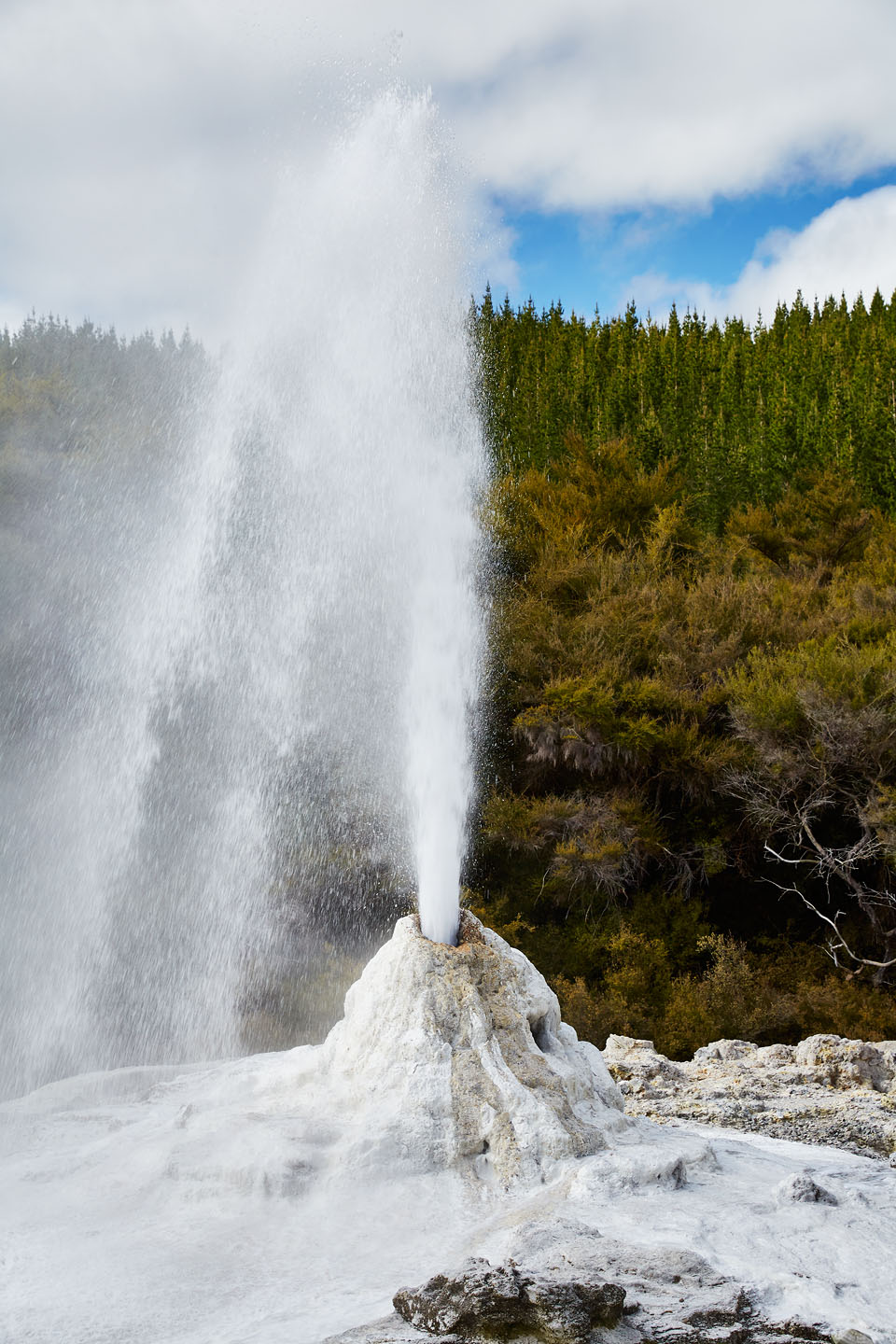 The Lady Knox geyser in Waiotapu