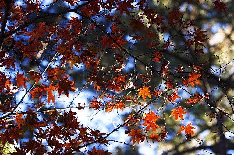 Autumn leaves