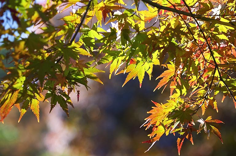 Autumn leaves