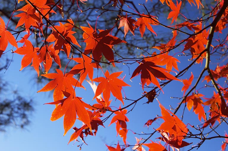 Maple leaves