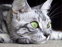Pitou