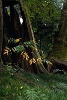 IMG_4915.jpg