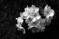 IMG_6862-BW.jpg