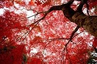 _MG_0350.jpg