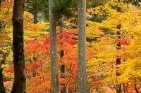 _MG_0366.jpg