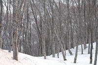 Aomori Avril 2009