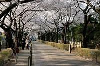 Hanami 2003