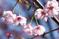 Hanami 2004
