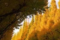 A Japanese Autumn