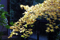 Kyoto Fall 2001