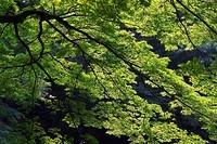 Midori no Hi 2005
