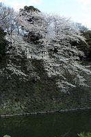 img 0139 std