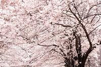 Tokyo 2006