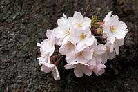 Tokyo 2009