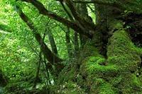 Yakushima 2003