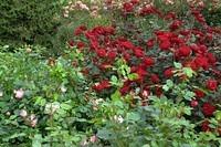 the rose garden
