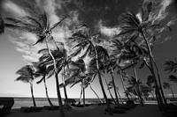 IMG_8022-bw