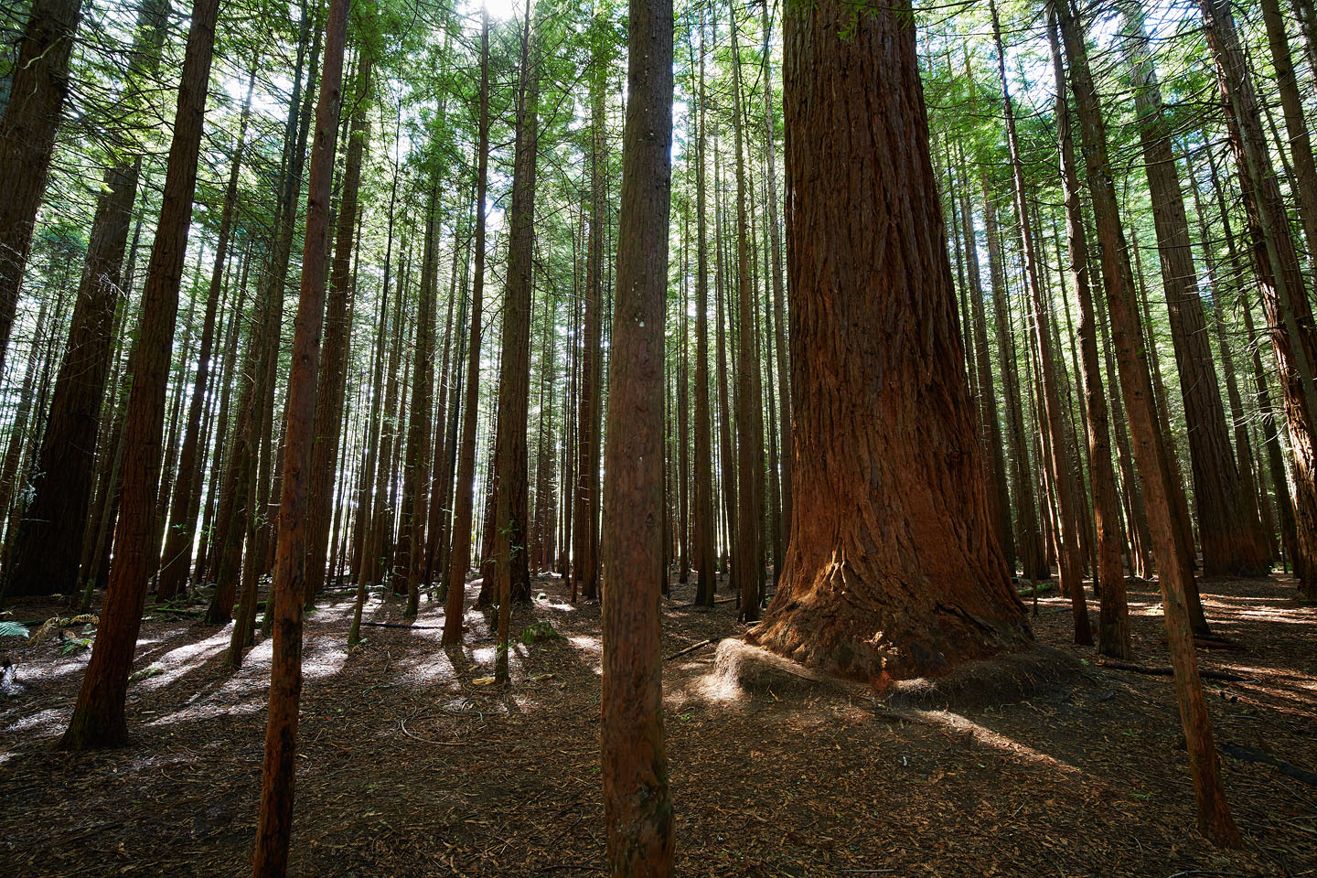 The Redwood Trees