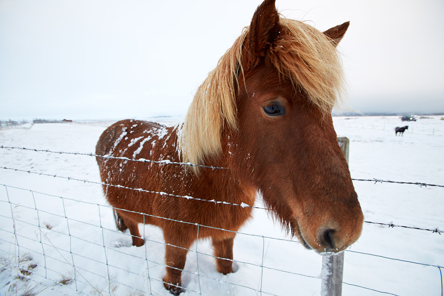 Beautiful Icelandic Horses